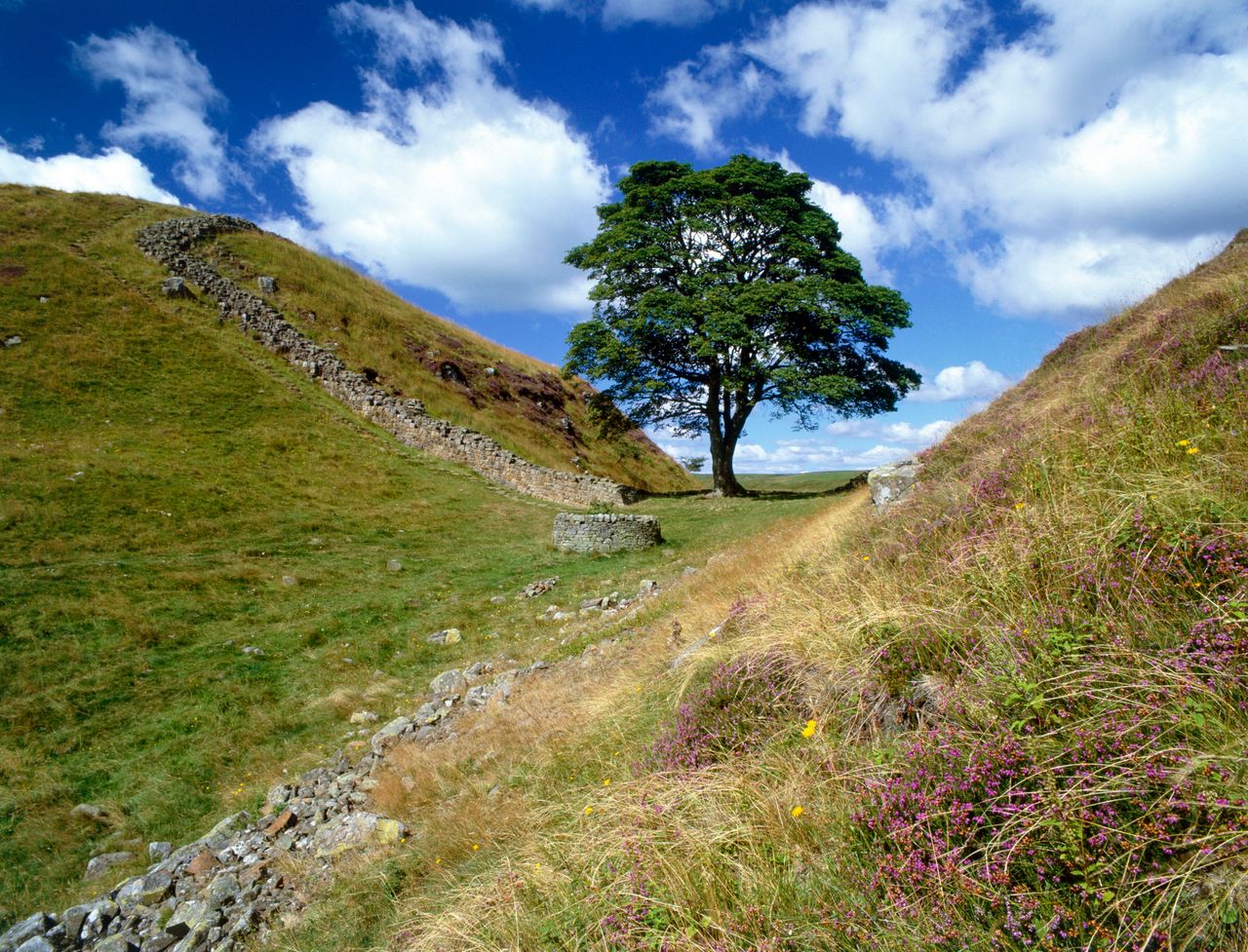 Sycamore Gap، بالقرب من Steel Rigg، Hadrian's Wall، Northumberland، 2010. تم استخدام الموقع كموقع في صناعة فيلم Robin Hood Prince of Thieves.  الفنان غرايم بيكوك.  (تصوير التراث الإنجليزي/صور التراث/صور غيتي)