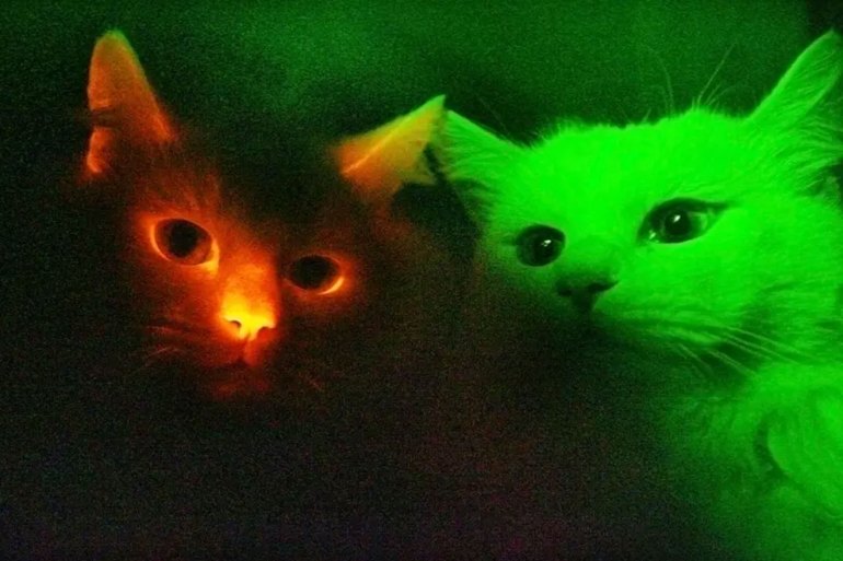 They found that 125 species had the fluorescent properties that allow them to glow in the dark under a UV light -- including the domestic species of cat (Felis catus). REUTERS