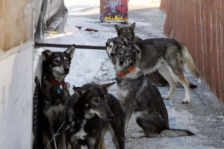 فريق من الكلاب المزلجة ينتظر أن يتم ربطه بالزلاجات الخاصة به في سباق Iditarod لعام 2024.