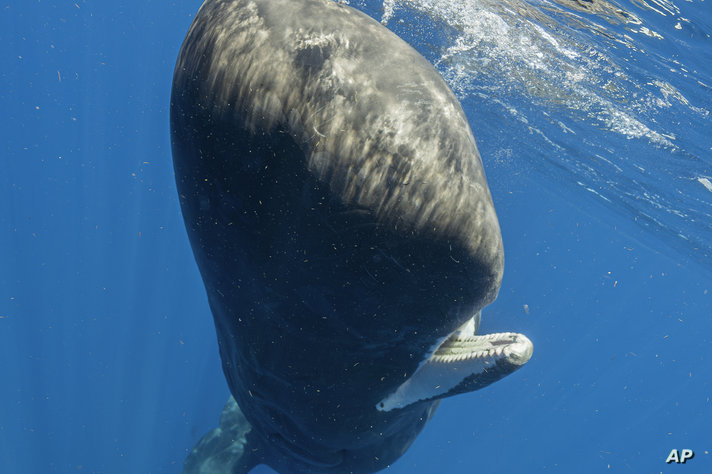 A sperm whale swims off the coast of Dominica in March 2024. In a study published Tuesday, May 7, in the journal Nature…