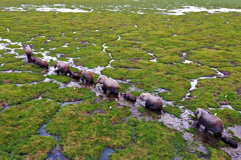 KAJIADO, KENYA - OCTOBER 09: An aerial view of elephants living in Amboseli National Park, hosting large elephant herds, as the elephant births have increased in the last few months in Kajiado, Kenya on October 09, 2021. With the baby elephant population boom in Amboseli National Park, located in foothills of Mount Kilimanjaro, across the border in Tanzania, Kenyan authorities announced that up to now they have collected 149 thousand of the 900 thousand dollars they targeted for the protection of elephants by June 2022. This announcement was made during the opening of the Magic Kenya Tembo Naming Festival held in Amboseli National Park on Saturday. (Photo by Andrew Wasike/Anadolu Agency via Getty Images)