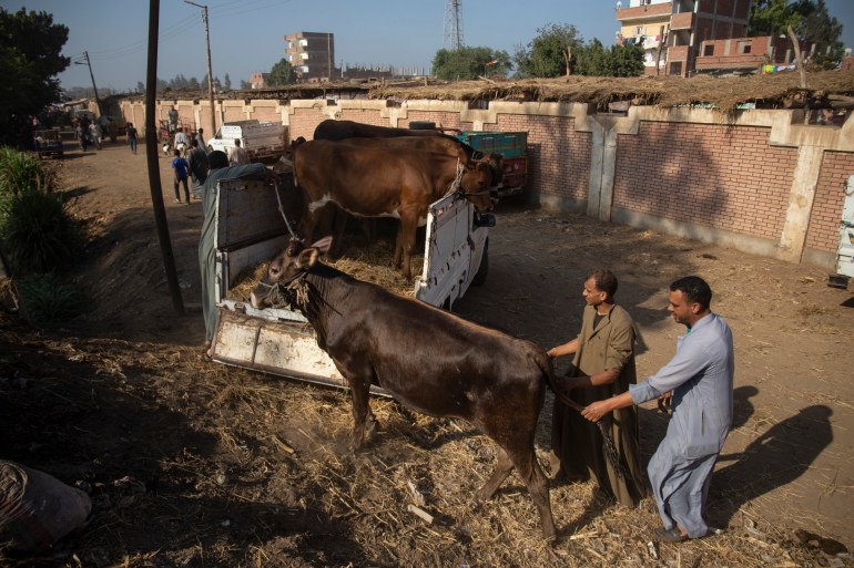 Cattle traders and customers crowd at livestock "Shubra Bas" market in Menoufia, where people shop for sacrificial cattle ahead of the Muslim's holiday of Eid al-Adha. Eid al-Adha is the holiest feast in Islam, during which Muslims slaughter cattle and sheep to commemorate the willingness of the Prophet Ibrahim to sacrifice his son Ishmael ,23 June 2022 (Photo by Mahmoud Elkhwas/NurPhoto via Getty Images)