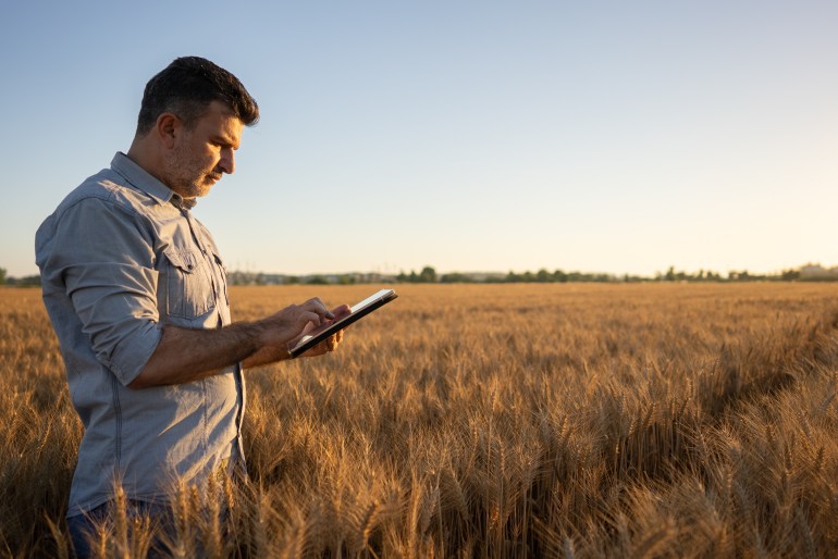 A modern farmer uses a tablet in the field of organic wheat