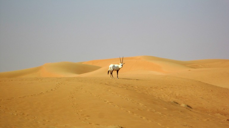 المها العربية ليس الوحيد الذي عانى من أهوال الانقراض (بيكسابي)