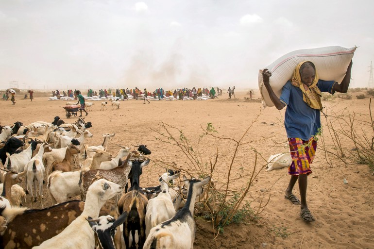 A man carries animal feed distributed under a European Union (EU) funded project in the Sitti Zone of Ethiopia, Friday, April 8, 2016, near the border with Somalia. The EU has announced 122.5 million euros in aid to address the immediate needs of people affected by a worsening humanitarian and drought situation in Ethiopia. (AP Photo/Mulugeta Ayene)