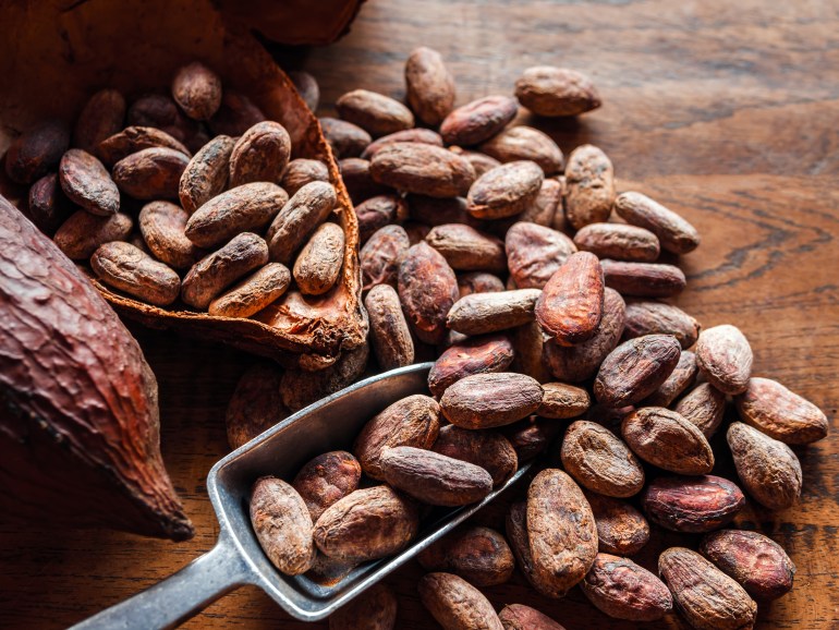 Close-up of brown cocoa beans and dry cacao pod on a vintage wooden table.top view