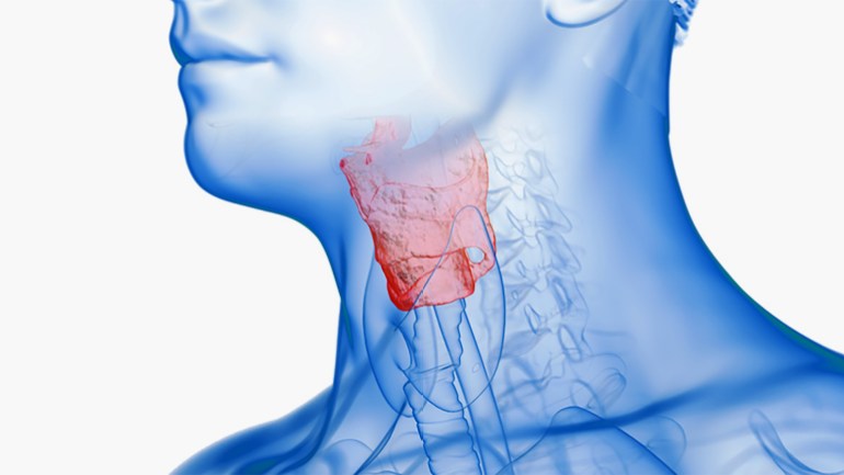 Inflamed larynx, illustration Hyoid bone