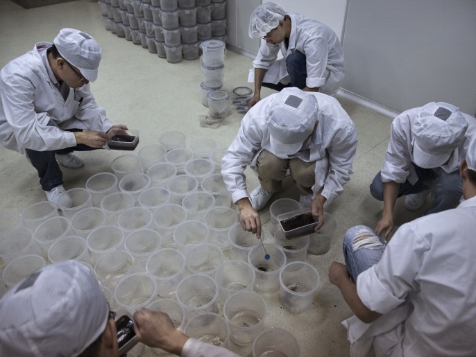 GUANGZHOU, CHINA - JUNE 21: Chinese lab technicians pour mosquito pupa into containers in the Mass Production Facility at the Sun Yat-Sen University-Michigan University Joint Center of Vector Control for Tropical Disease on June 21, 2016 in Guangzhou, China. Considered the world's largest mosquito factory, the laboratory raises millions of male mosquitos for research that could prove key to the race to prevent the spread of Zika virus. The lab's mosquitos are infecte