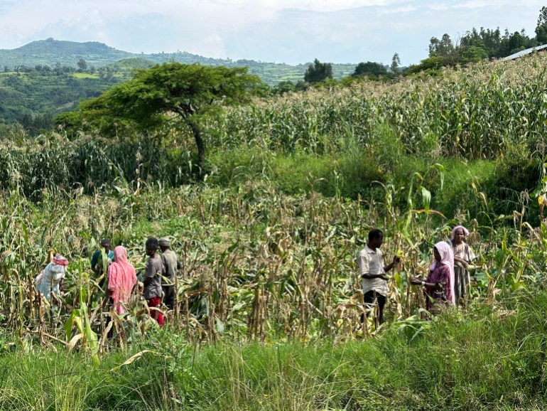 Community members harvesting maize in the fields together [Peter Yeung/Al Jazeera]