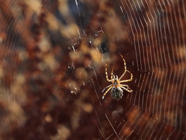 Insects and spiders of Turkey's Van- - VAN, TURKEY - AUGUST 8: A spider is seen as it waits for hunts at cobweb at Gevas district in Van, Turkey on August 8, 2018.