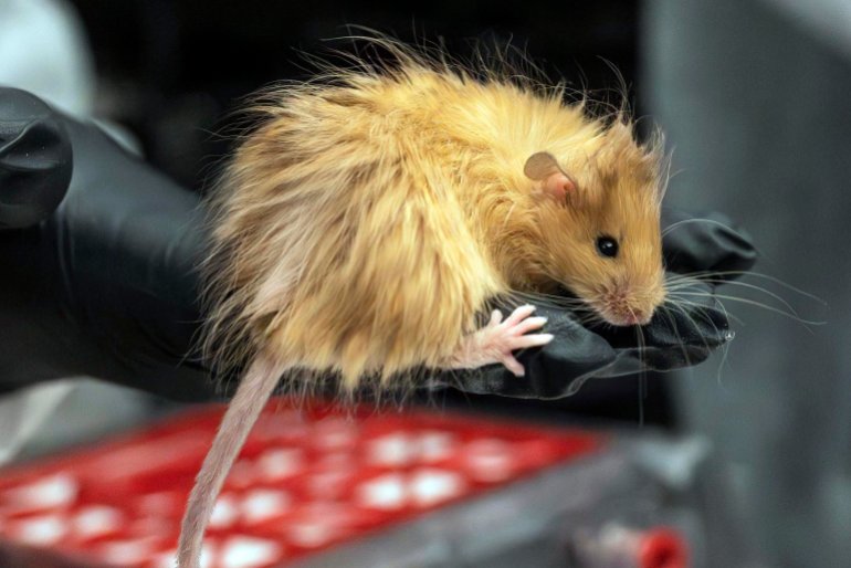 الفأر المعدل جينيا (كولوسال بيوساينس)In this Feb 2025 photo provided by Colossal Biosciences a genetically edited mouse with long, thick, woolly hair at a lab in Dallas, Texas. Credit: Colossal Biosciences via AP