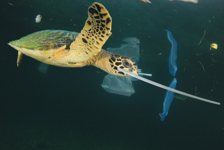 Plastic garbage dumped in ocean. Threats to marine life. Sea Turtle eats straws and bags, mistaking them for food